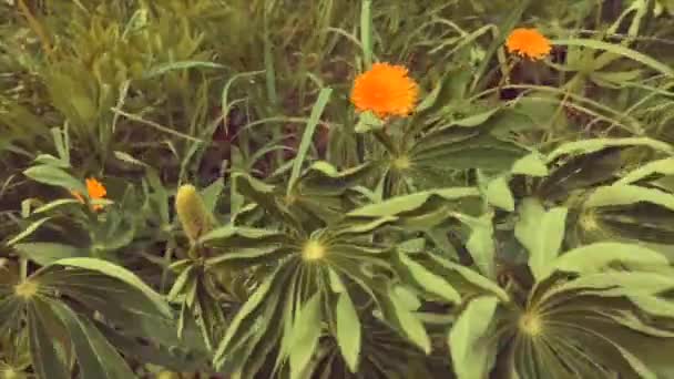 草和花在风中摇曳 — 图库视频影像