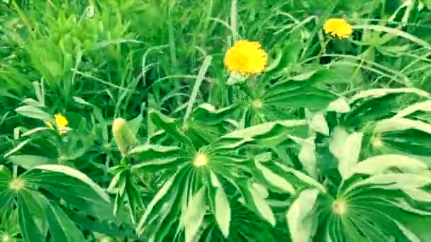 Gras Und Blumen Wiegen Sich Wind — Stockvideo