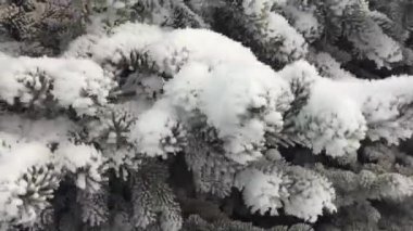 Kar ve buz kaplı Noel ağacı dalları
