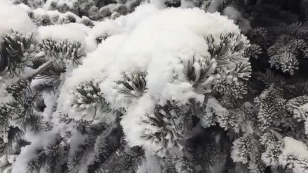 Boże Narodzenie Drzewo Gałęzie Pokryte Śniegiem Mrozem — Wideo stockowe