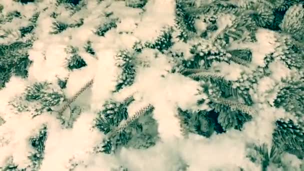 Ветки Елки Покрытые Снегом Морозом — стоковое видео
