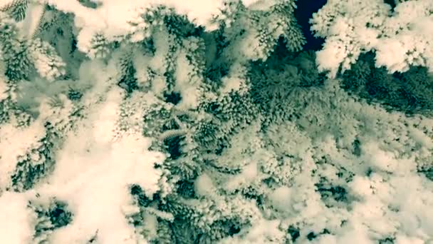 Christmas Tree Branches Covered Snow Frost — Stock Video