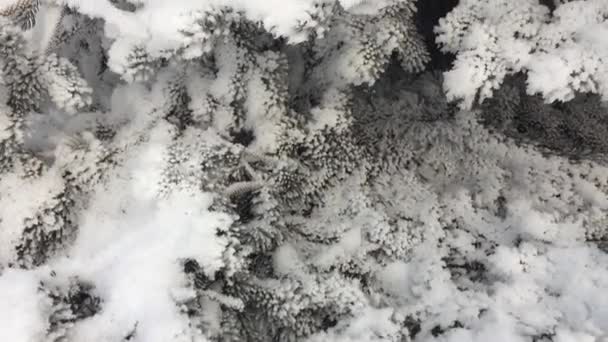 Boże Narodzenie Drzewo Gałęzie Pokryte Śniegiem Mrozem — Wideo stockowe