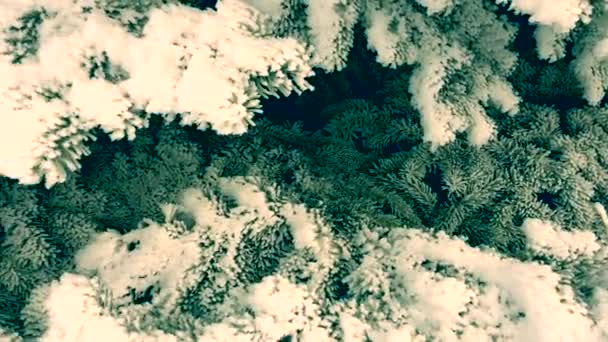 branches d'arbre de Noël couvertes de neige et de givre 