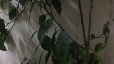 ofiste houseplant limon