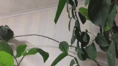 ofiste houseplant limon