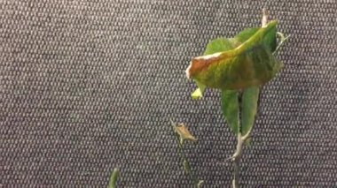 hasta bir bitki limon