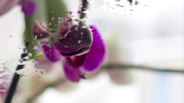 Fleurs Orchidée Sur Économiseur Écran Rebord Fenêtre — Video