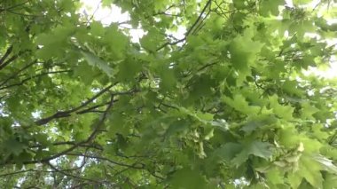 Ağaçların yaprakları yaz başında kaldırılan farklı planlar vardır