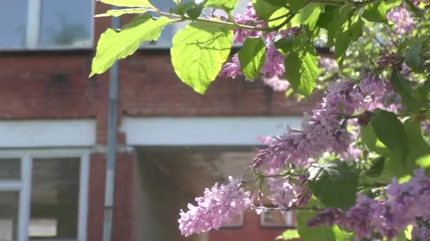 Lila Blommor Röd Tegelbyggnad Bakgrund — Stockvideo