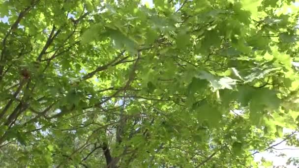 Blätter Der Bäume Werden Frühsommer Entfernt — Stockvideo