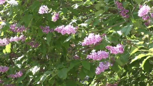 Fliederzweige Mit Blüten Einem Sonnigen Tag — Stockvideo