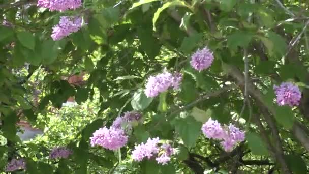 Lilac Branches Flowers Sunny Day — Stock Video