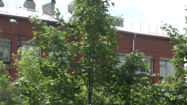 Flieder Blumen Auf Einem Roten Backstein Gebäude Hintergrund — Stockvideo