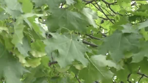 Bladen Träden Olika Planer Bort Försommaren — Stockvideo