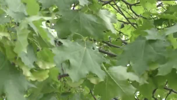 Les Feuilles Des Arbres Sont Des Plans Différents Enlevés Début — Video