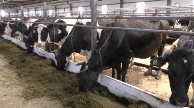 inekler çiftlikte tutulur