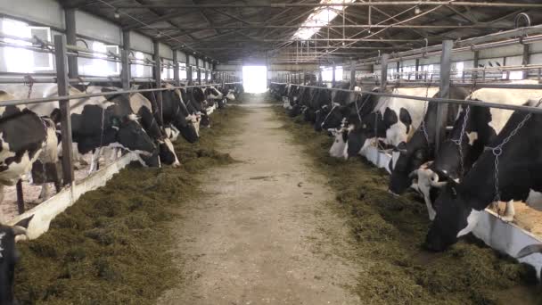 牛は農場で飼われている — ストック動画