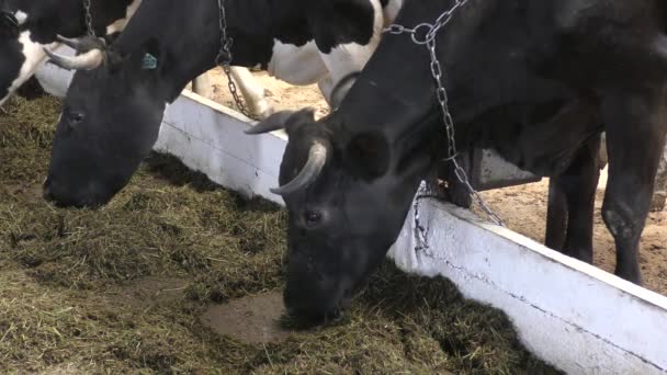 Cows Kept Farm — Stock Video