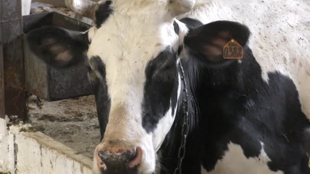 牛は農場で飼われている — ストック動画
