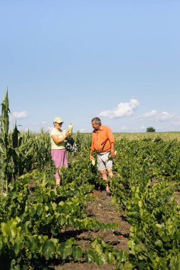 Bahçe çiftliğinde çalışan mutlu yaşlı çift. Yeşil arka plan. Sağlıklı aktif yaşam biçimi. 