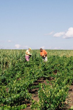 Bahçe çiftliğinde çalışan mutlu yaşlı çift. Yeşil arka plan. Sağlıklı aktif yaşam biçimi. 