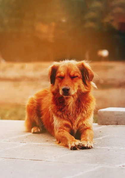 Lazy Red Dog Sleeping Resting Closed Eyes Sunset Time Empty — Stock Photo, Image