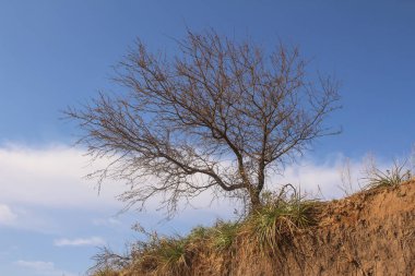 Arkasında mavi gökyüzü olan bir vadi üzerindeki yapraksız ağaç.