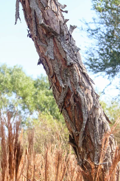 Tree Very Textured Trunk — Stock Photo, Image