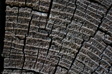 Makro Tahıl Dokuları 