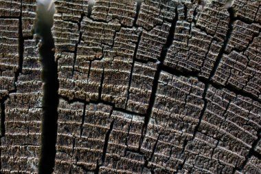 Makro Tahıl Kırıkları