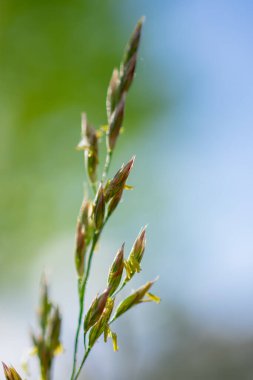 Baharda Tohumlu Uzun Çimen Sağa Eğiliyor