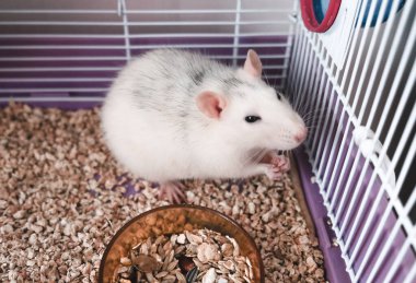 Şirin evcil sıçan kafeste yemek yiyor.