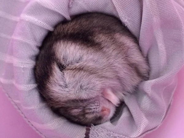 Pembe arka planda şirin bir Dzungarian hamsterı.