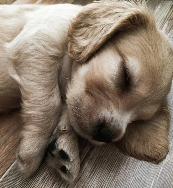 Pequeno filhote de cachorro bonito dorme docemente em casa — Fotografia de Stock
