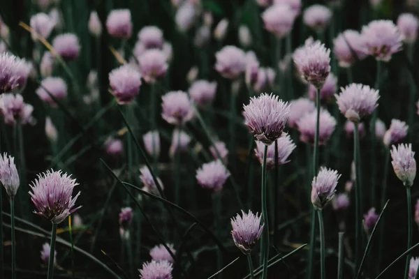 Fleur d'oignon, une belle prairie fleurie d'oignons — Photo