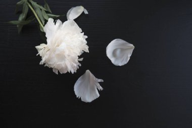 Koyu ahşap arka planda gül ve beyaz yapraklar.