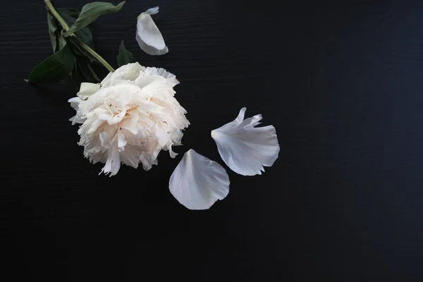 Pétales roses et blancs sur fond bois foncé — Photo
