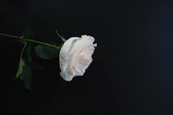 Una rosa blanca sobre un fondo de madera oscura —  Fotos de Stock