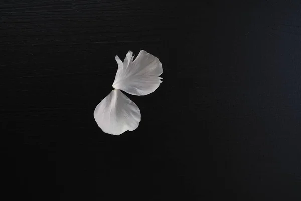 Pétalas brancas em um fundo de madeira escuro — Fotografia de Stock