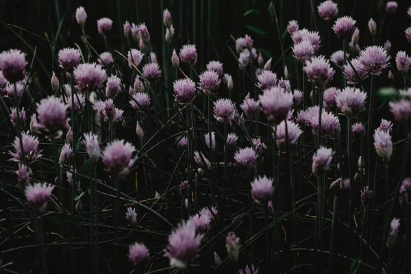 Fleur d'oignon, une belle prairie fleurie d'oignons — Photo