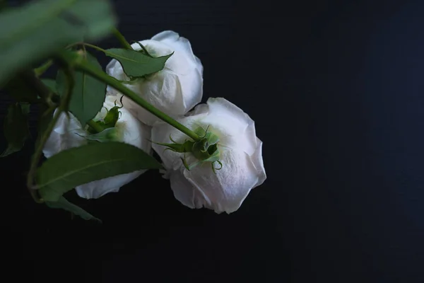 Roses blanches sur un fond en bois foncé — Photo