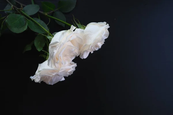 Roses blanches sur un fond en bois foncé — Photo