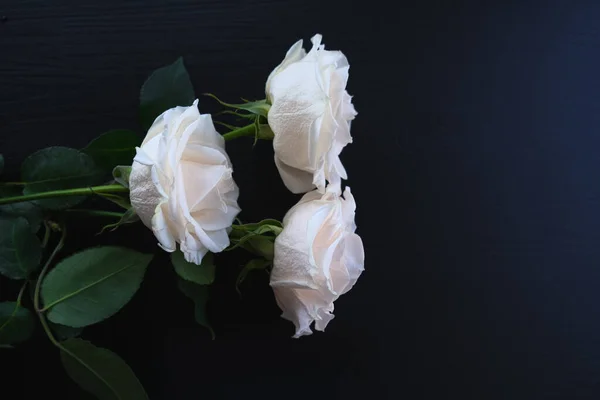 Rosas blancas sobre un fondo de madera oscura —  Fotos de Stock