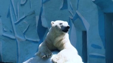Hayvanat bahçesindeki kutup ayısı ziyaretçilerden bıktı.