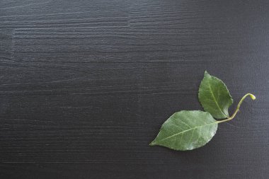 Koyu ahşap arka planda yeşil gül yaprağı