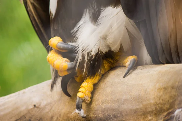 ワシは獲物の鳥の爪を閉じて — ストック写真