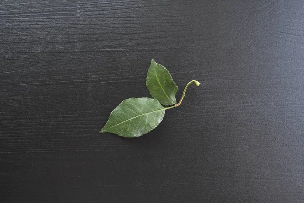 green rose leaf on dark wooden background