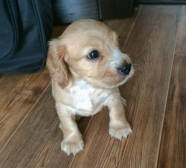 Pequeno cocker spaniel filhote de cachorro jogando no chão — Fotografia de Stock