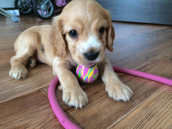 Little cocker spaniel puppy playing on the floor — Stock Photo, Image